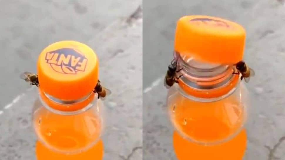 Un-bee-lievable and Fanta-stic: Two bees work in tandem to open soda bottle, internet goes crazy