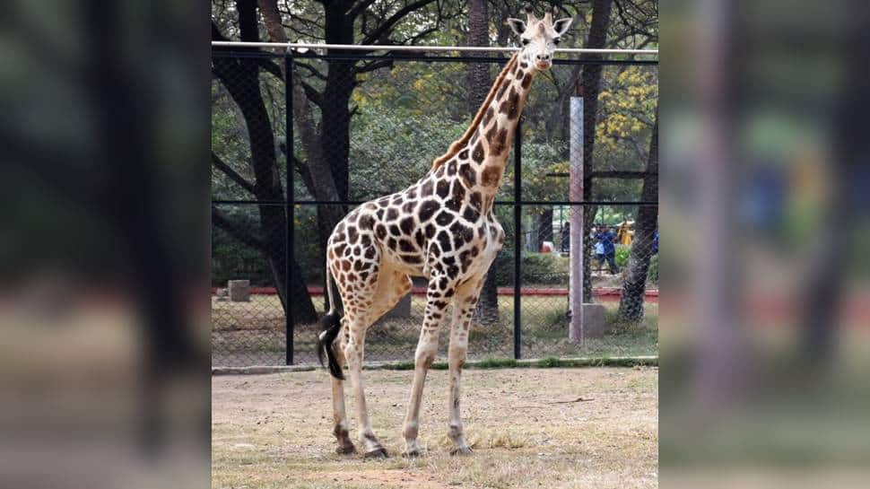 Telangana: Female giraffe Bubli dies of pneumonia at Hyderabad&#039;s Nehru Zoological Park