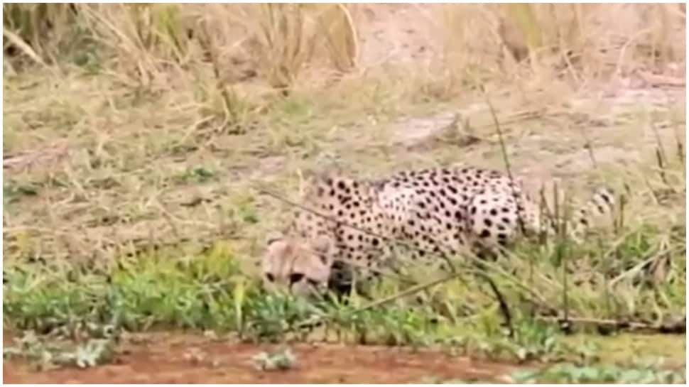 Video of crocodile attacking cheetah goes viral, leaves viewers stunned