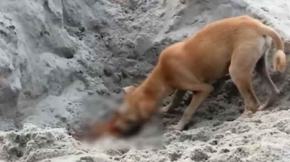 Dogs eating COVID victims’ corpses at Kedar Ghat in Uttarkashi, disturbing video goes viral