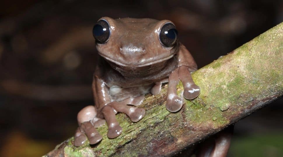 Chocolate frog: Brand new addition to animal kingdom, know more