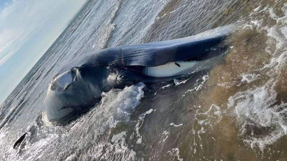 12-metre long Minke whale washes up on beach in UK, people warned to stay away