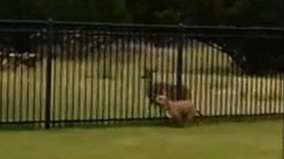 Dog races with deer multiple times, watch hilarious video to see who wins
