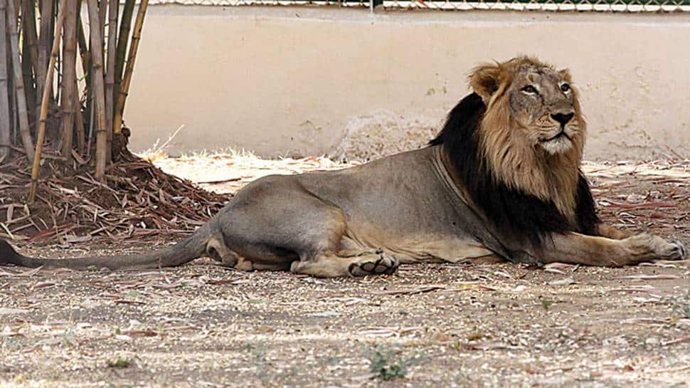 Tamil Nadu: 1 lion dead, 9 others test positive for SARS-CoV-2 COVID-19 at Chennai Zoo