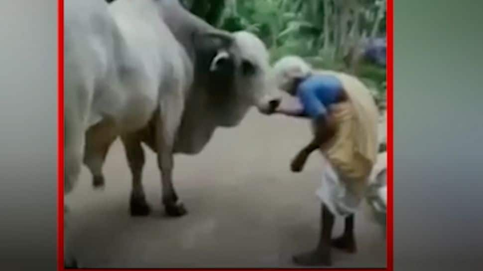 Video of old woman feeding a bull goes viral - Watch here