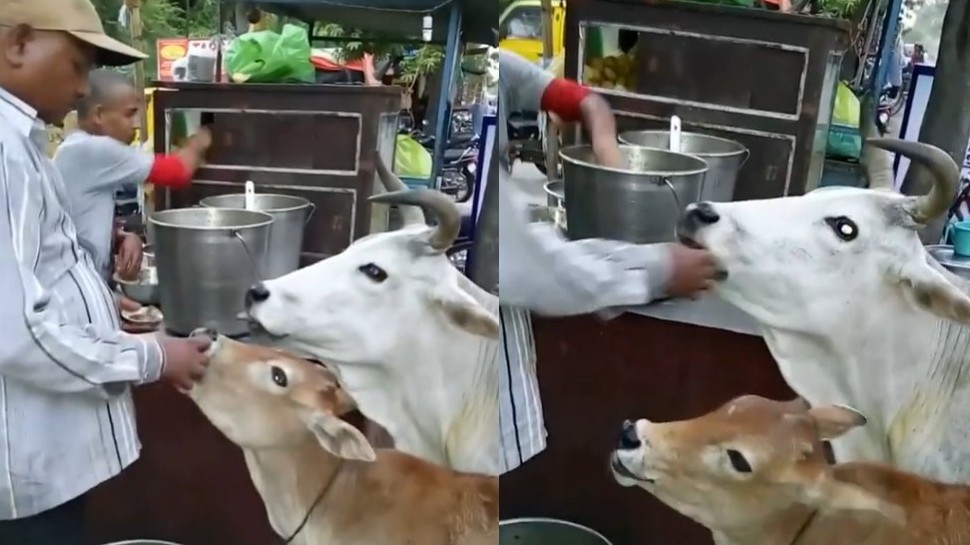 Man treats cow, calf with golgappas, feeds them by hand - Watch Man treats cow, calf with golgappas, feeds them by hand - Watch