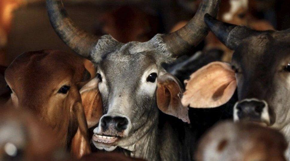 Uttar Pradesh: One suspicious cattle smuggler killed, five injured in attack by villagers for firing at them