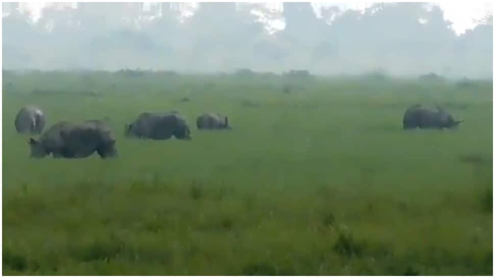 Rhinos enjoy visitor-free time amid lockdown at Kaziranga National Park, video goes viral