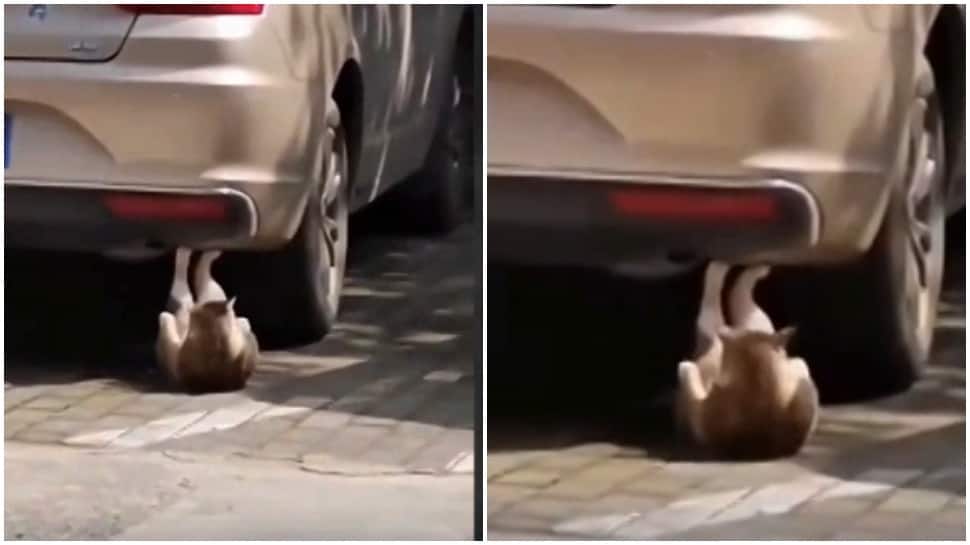 Fitness freak cat does crunches, leaves netizens surprised, video goes viral