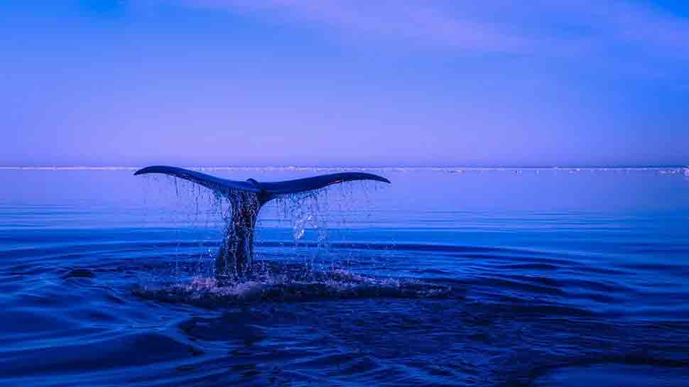 Humpback whale attacks boat in Australia, leaves skipper, teen severely injured