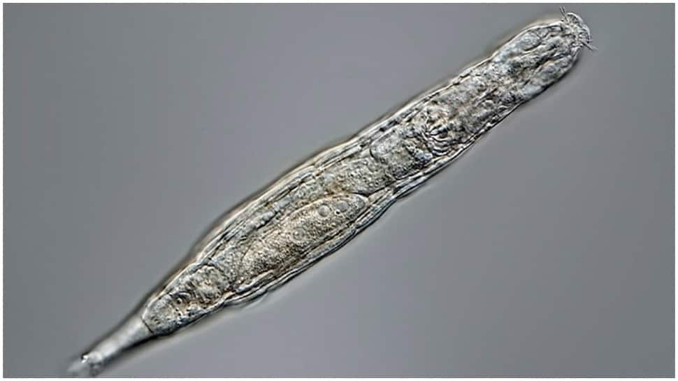 Bdelloid rotifer comes back to life after freezing for 24,000 years in Siberia
