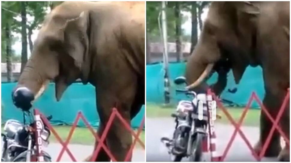 Elephant eats helmet hanging on bike, netizens express shock