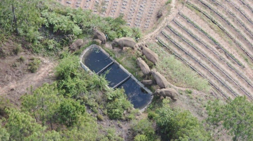 Herd of 14 elephants leaves one behind while trekking across China, know more