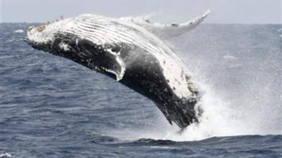 The Great Escape: Humpback whale swallows US fisherman, then spits him out!