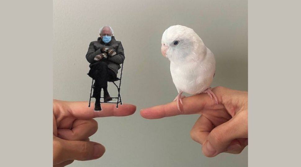 Arlo, famous wiggle bird says &#039;I love you&#039;, viral video melt hearts - WATCH