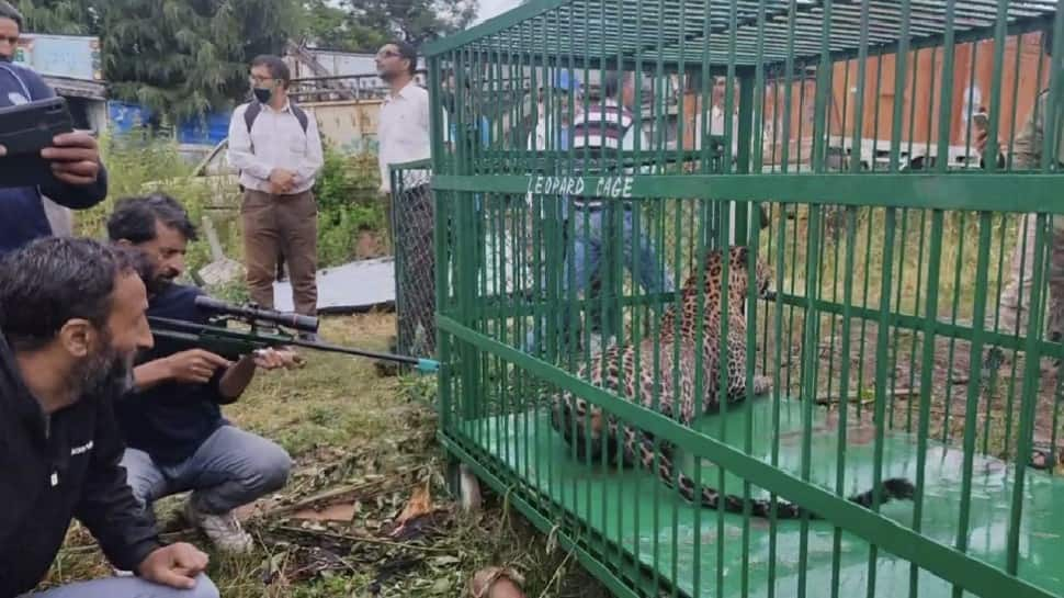 Man-eater leopard captured after 11 day hunt, villagers feel relief