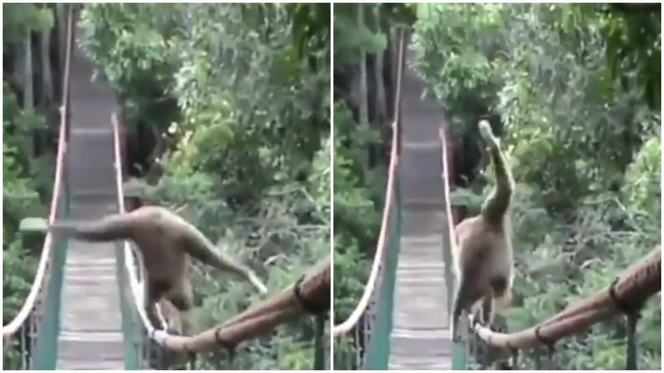 IFS officer shares video of monkey&#039;s incredibly balanced walk on rope, netizens amazed