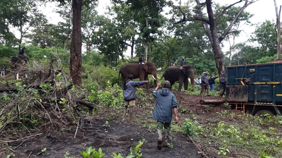 Injured wild tusker captured for treatment without tranquilizer, watch viral video