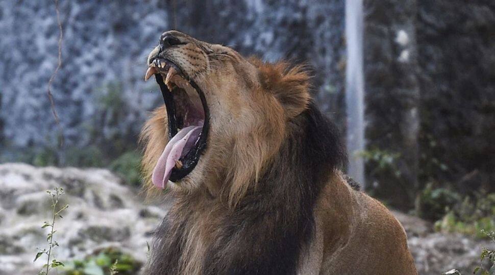 Chennai zoo lions infected with COVID-19 Delta variant that caused India’s second wave