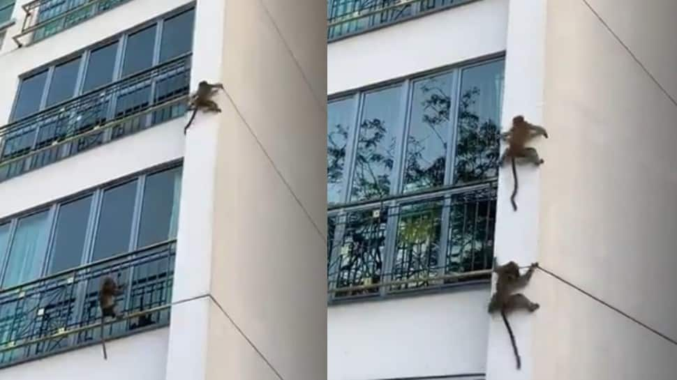 Mission Impossible! Monkeys playfully slide off building wall, netizens left speechless - Watch