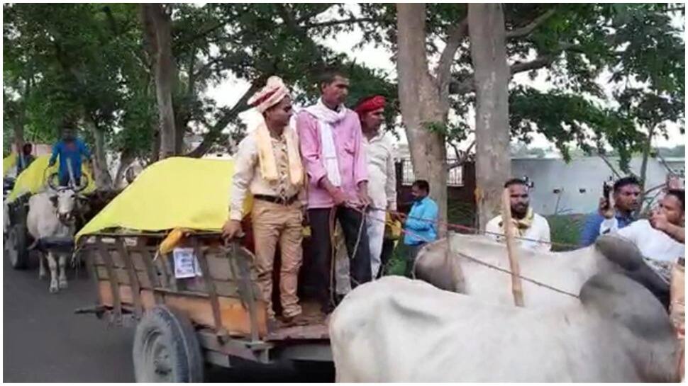 Dulha on bullock cart: Groom, baraatis ride on bullock carts to arrive at wedding venue