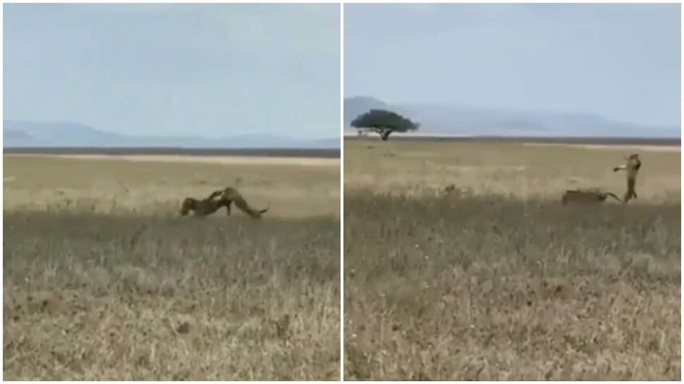 Scenes from wild! Zebra kicks away lioness and runs for life