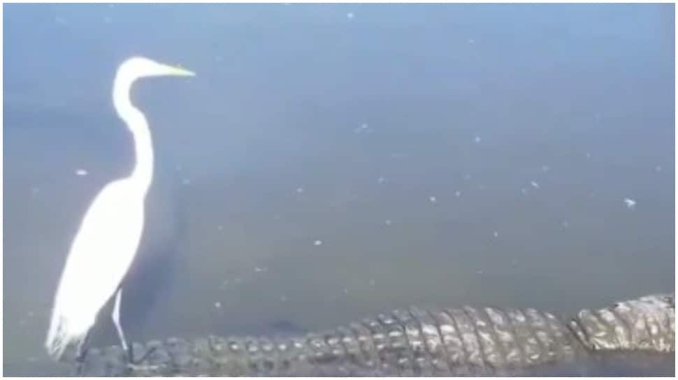 &#039;Magarmachh ki Sawari&#039;: Brave crane rides on crocodile, leaves netizens stunned