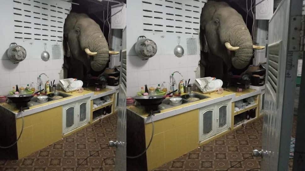 Elephant rams through kitchen wall in search of food, leaves woman stunned