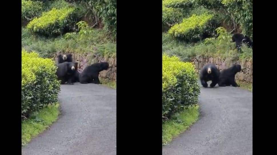 Biker encounters bears while cycling, posts terrifying clip of furry animal chasing him - Watch