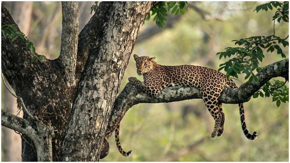 Viral post: Can you solve this puzzle shared by IFS officer? Try to spot the leopard cub in this picture