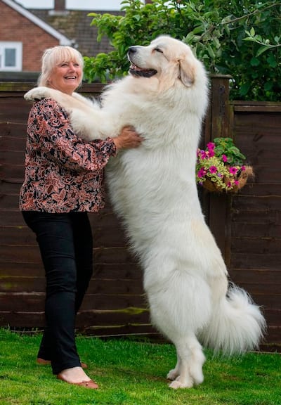 Pyrenean mountain dog