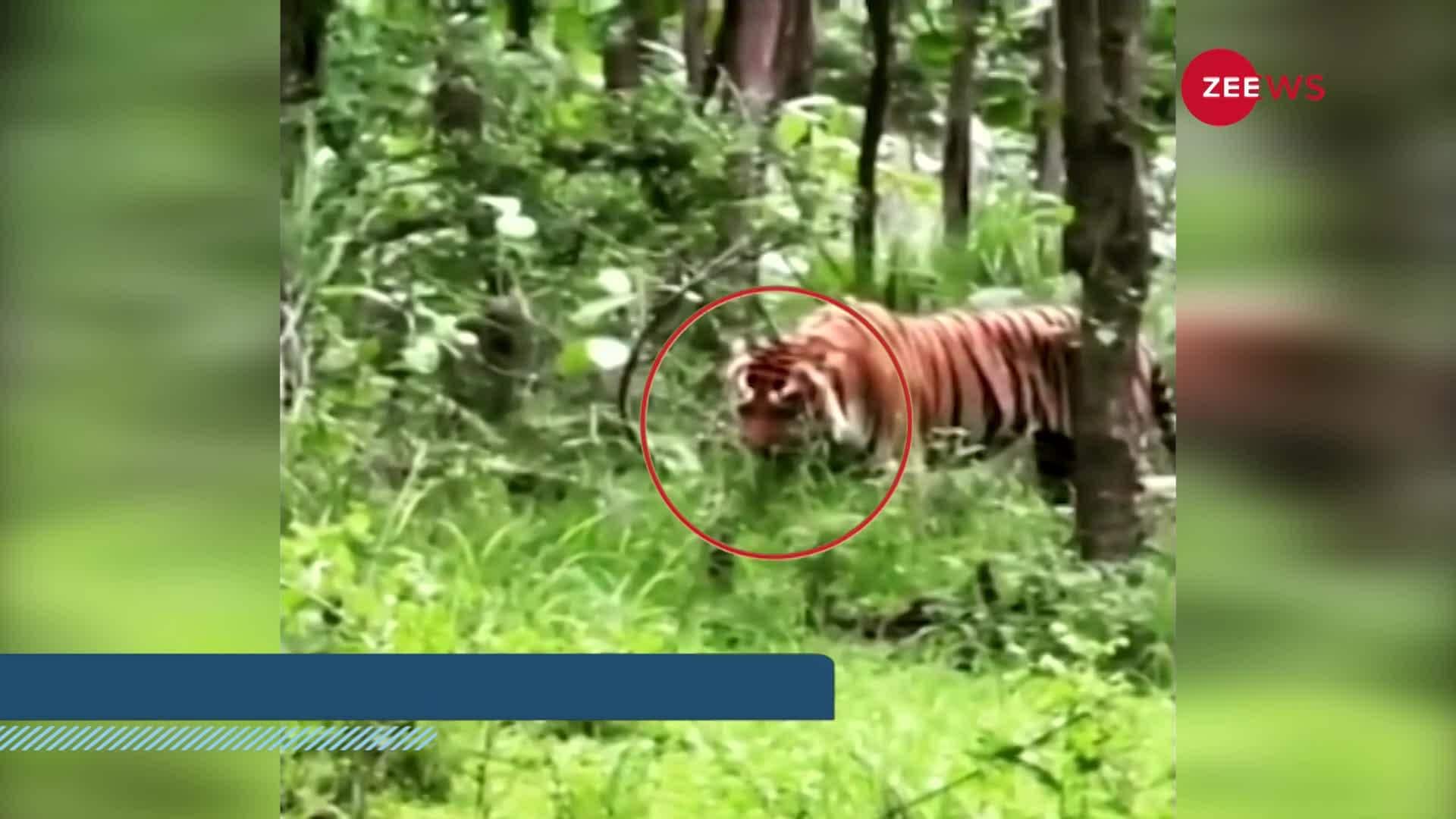 What happened to the tiger that it started eating 'grass', the video is