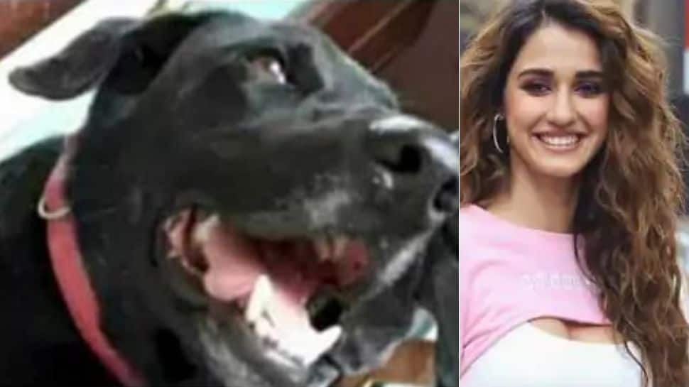 Justice for Bruno: Disha Patani, Alia Bhatt, Sophie Choudry react to dog beaten to death
