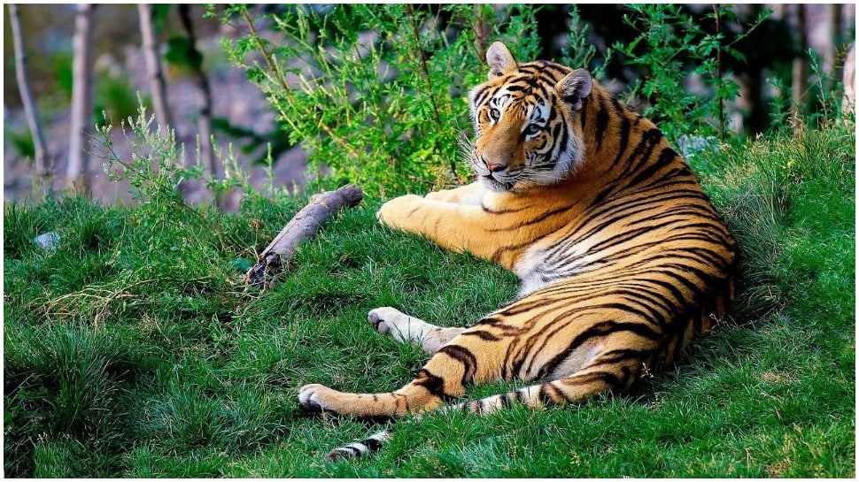 Bizarre! Grass-eating Tiger leaves netizens surprised -- Watch | viral News  | Zee News