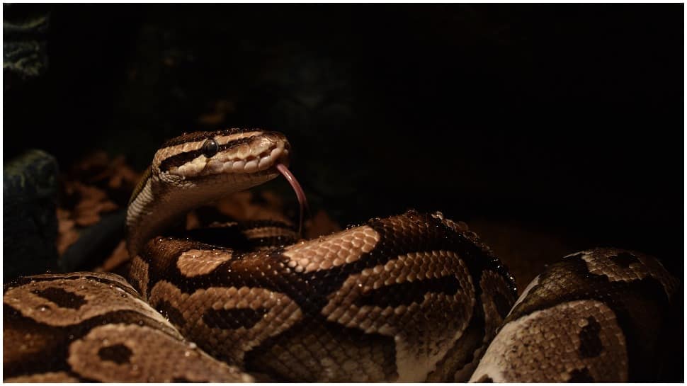 Odisha fisherman catches 7-foot-long python in net, forest department rushes to rescue