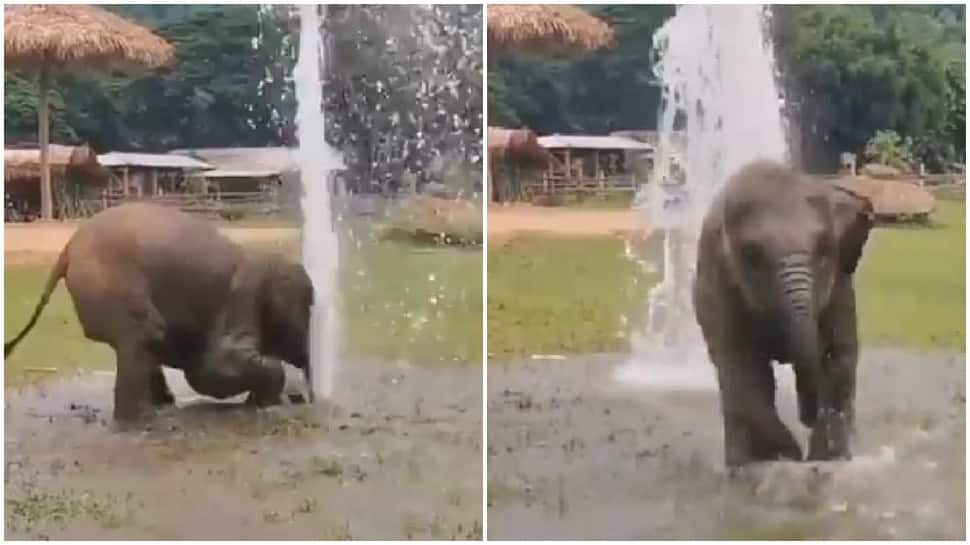 Adorable baby elephant plays with water, leaves netizens gushing--Watch