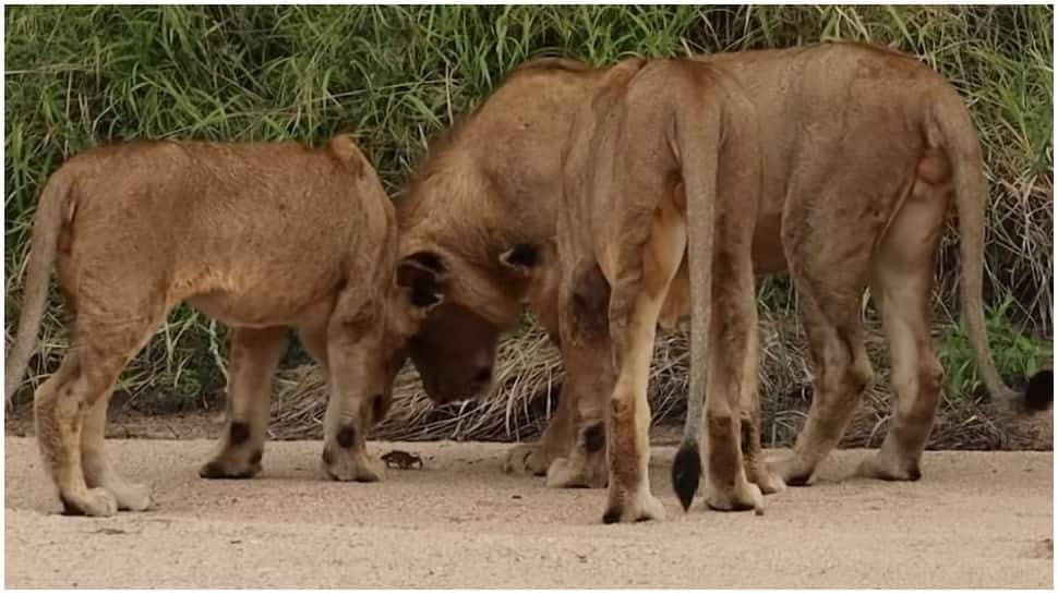 Big cats check out movement of little crab, video trends across social media