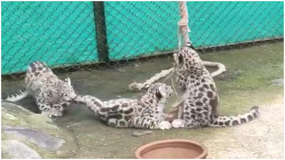 Cute! Watch snow leopard cubs playing in Darjeeling zoo