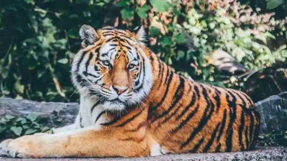 Man-animal conflict: 35% of India's tiger range are outside protected  areas, says report | India News | Zee News