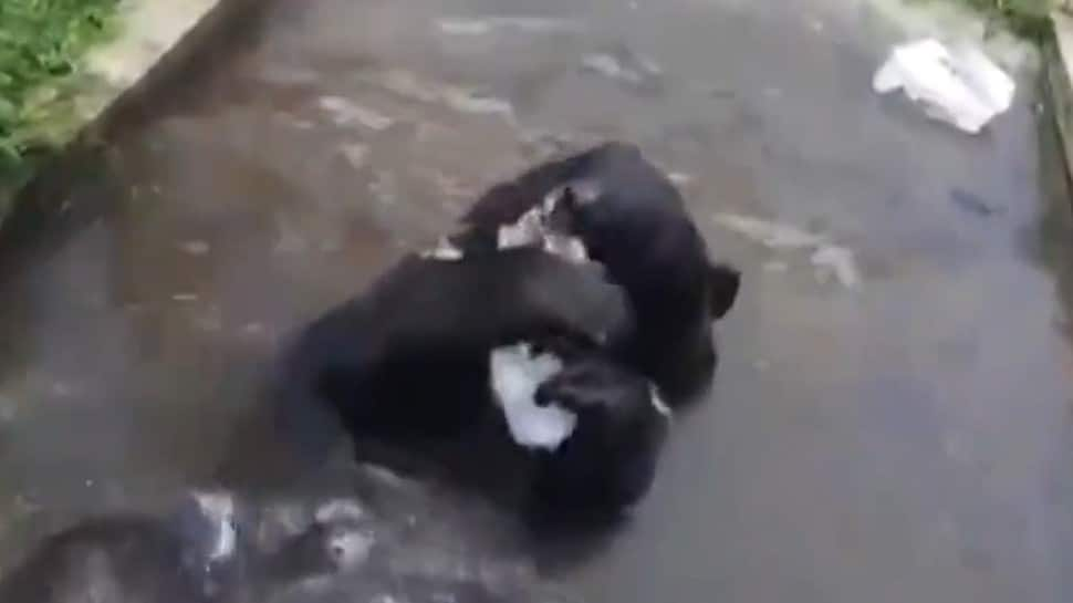 Just chilling! Himalayan Black Bear enjoys a dip and chews on bar of ice, watch adorable video