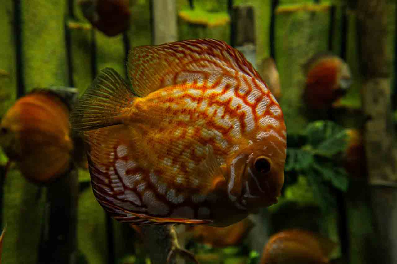 Ahmedabad's Aquatic Gallery