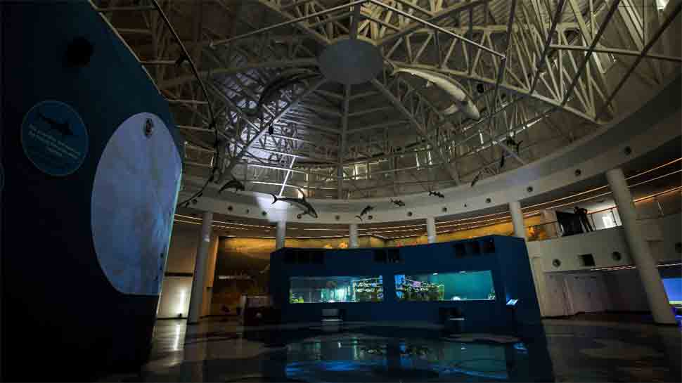 Gallery to display marine life from across the world