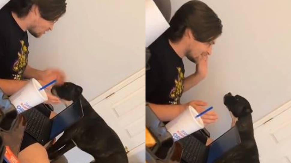 Doggo upset as owner works from home, hilarious video of them &#039;arguing&#039; goes viral