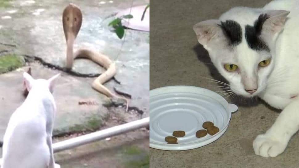 Cat Stops Cobra From Entering House