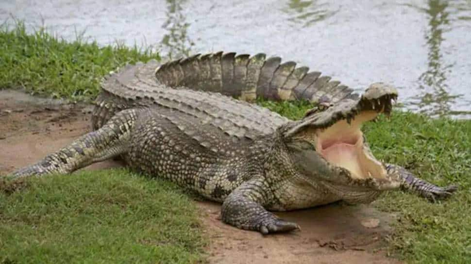 Crocodile spotted on streets of Maharashtra&#039;s Sangli after heavy rains, scary video goes viral