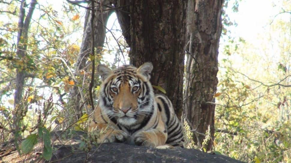 International Tiger Day: India committed to ensuring safe habitats for its tigers, says PM Modi