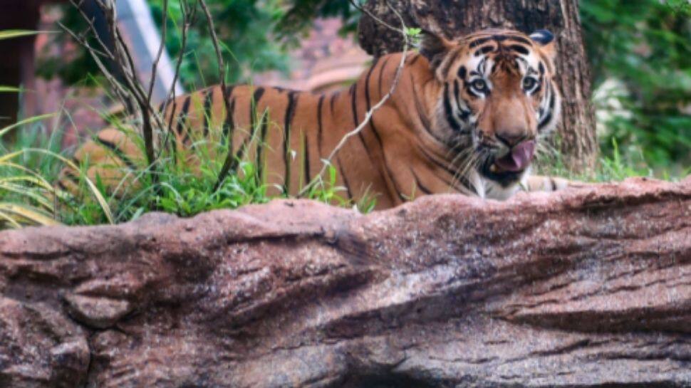 Local communities worked towards tiger conservation