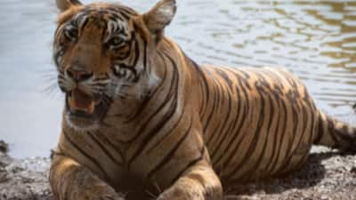 14 tiger reserves of India bag the honour