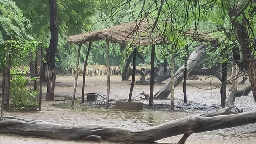 Delhi Zoo was closed for nearly 4 months