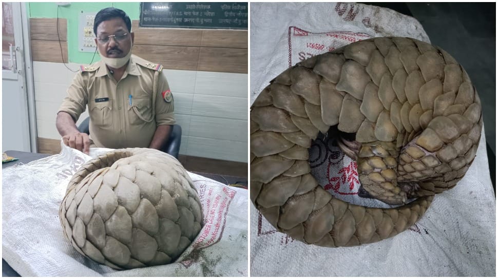 Pangolin seen roaming around the Noida streets, rescued by Police 